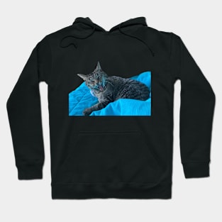 Funny Tabby Hoodie